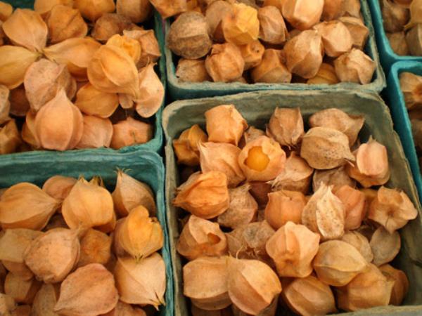 Majhen zaklad, ki zdravi raka želodca, črevesja ...